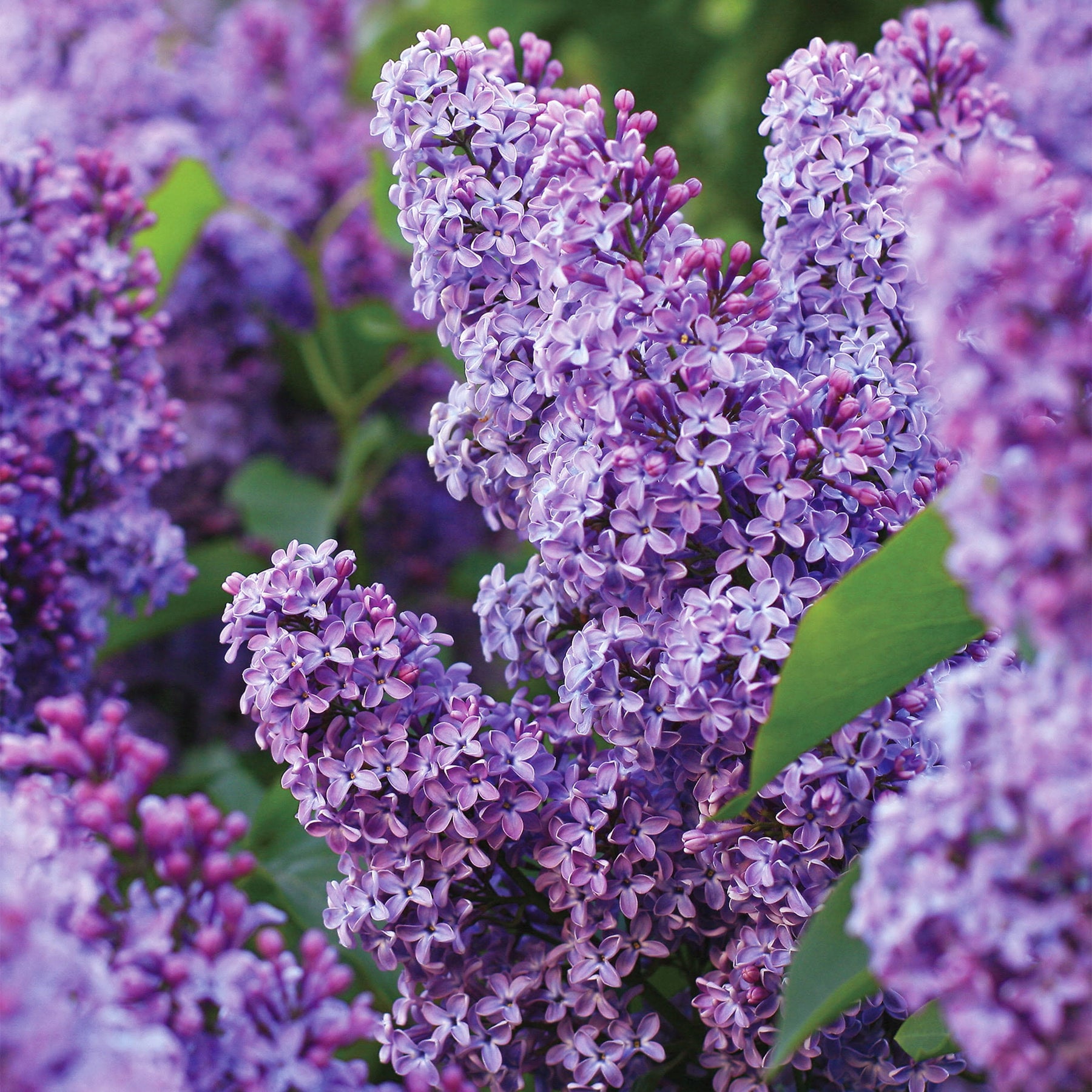 Garden State Bulb Common Purple Lilac Shrub, Live Bare Root (Bag of 4) - Product image 1