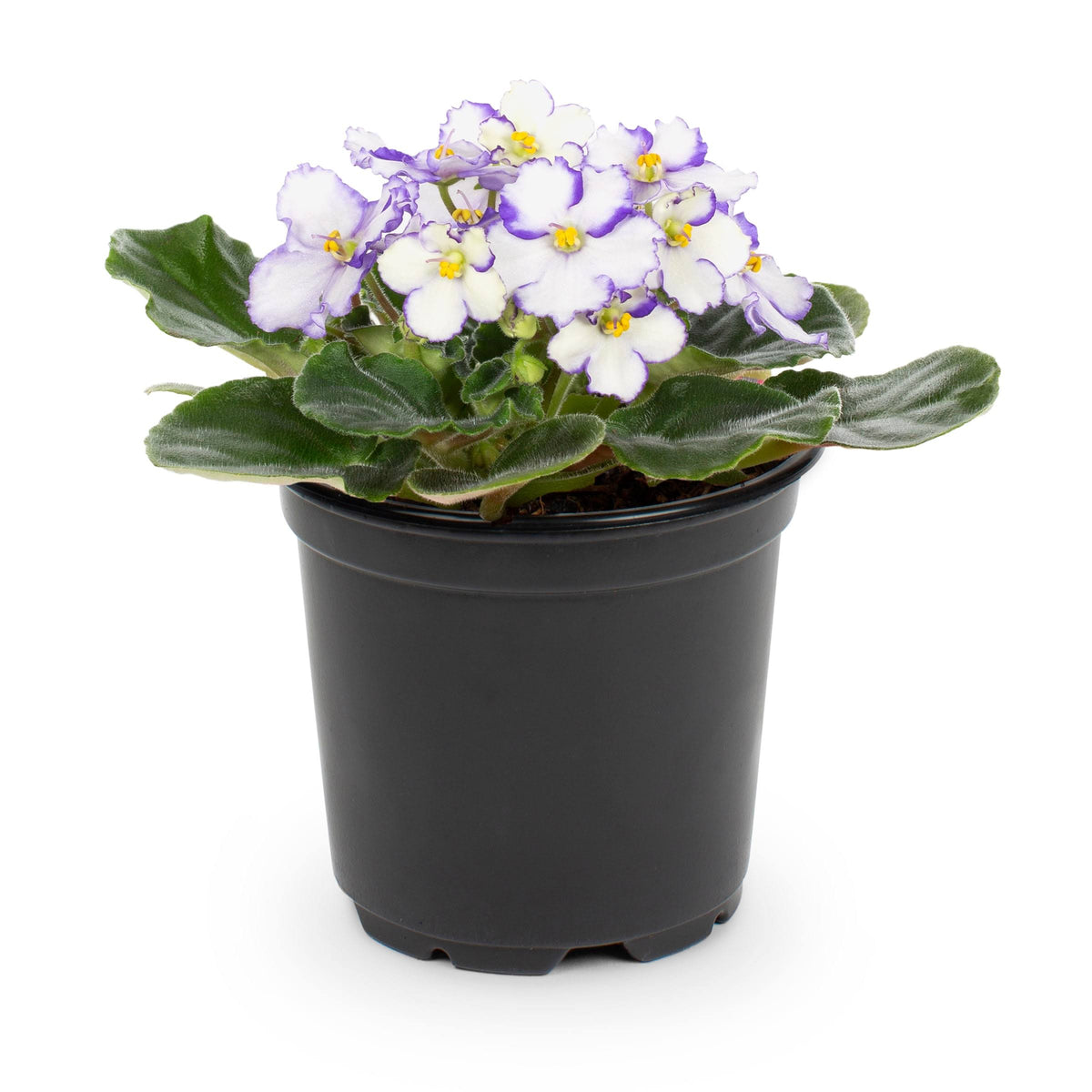Lowe's African Violet House Plant in 13-oz Pot - Nursery - Product image 1