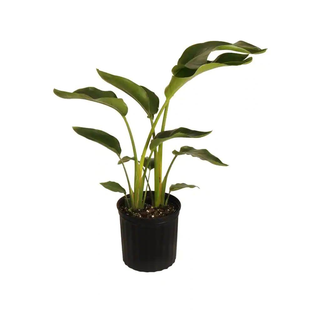 United Nursery White Bird of Paradise Live Indoor Strelitzia Nicolai Plant in 9.25 inch Grower Pot Ships - Product image 1